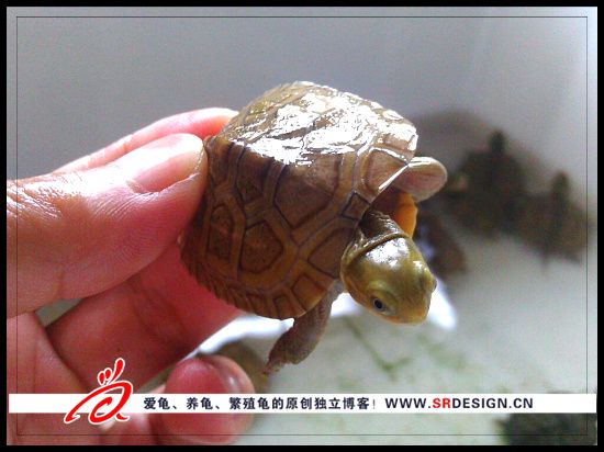 石金钱龟