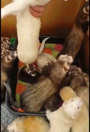 742c4a41f0c60008317319f796757479.gif
