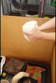 73af2ba4dd5ac92a89ca70dc1b35e357.gif