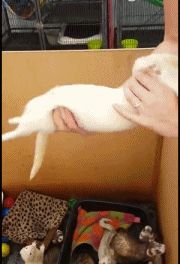 46f3447da801e6ed6f28c789f2a6976a.gif