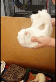 c30c49081d12bb08d60c308078f5ae96.gif