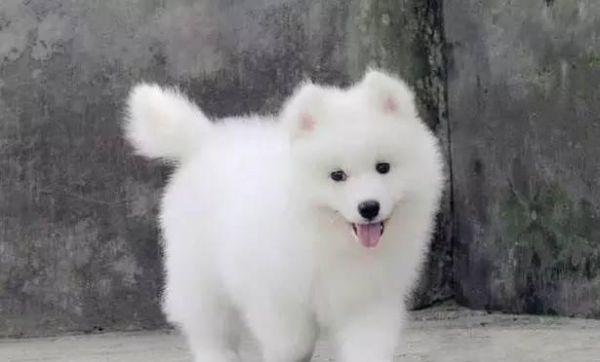 狗狗最喜欢的电视节目是什么（探究狗狗对电视的偏好以及如何选择适合它们的节目）