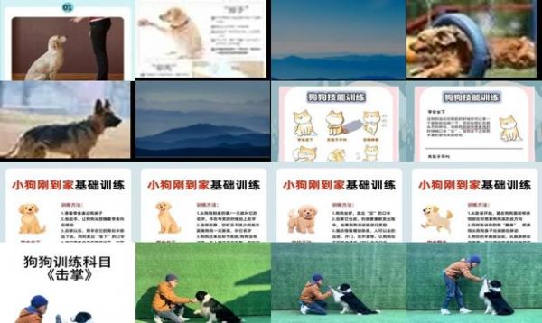 狗狗训练教程视频合集