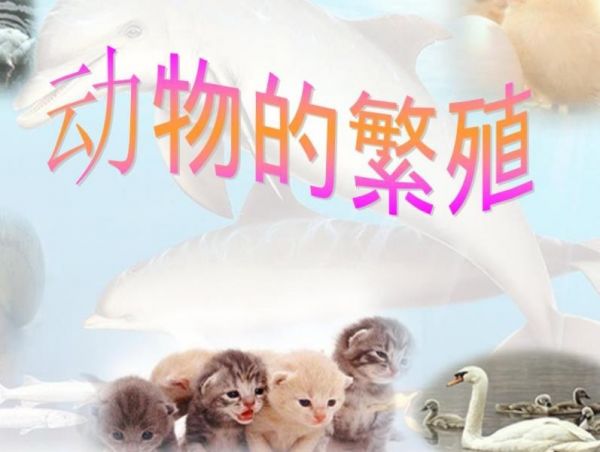 动物繁殖的方式有哪些？