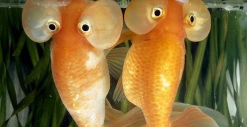 新大钩扯旗饲养全攻略（宠物繁殖、饲养、训练技巧详解）
