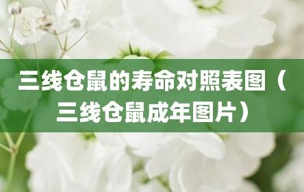 三线仓鼠的寿命对照表图（三线仓鼠成年图片）
