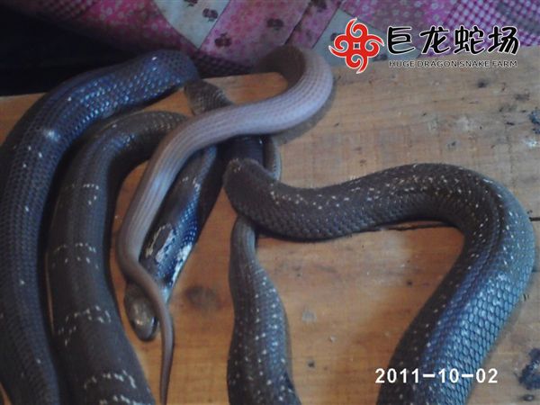 眼镜蛇种蛇,眼镜蛇价格