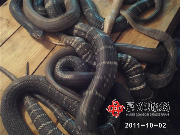 眼镜蛇种蛇,眼镜蛇价格