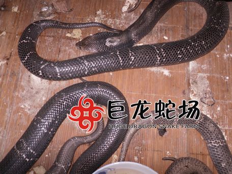眼镜蛇种蛇,眼镜蛇价格