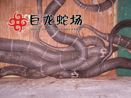 眼镜蛇种蛇,眼镜蛇价格