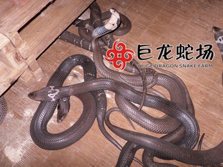 眼镜蛇种蛇,眼镜蛇价格