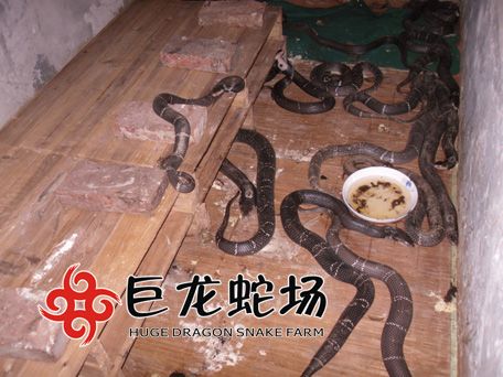 眼镜蛇种蛇,眼镜蛇价格