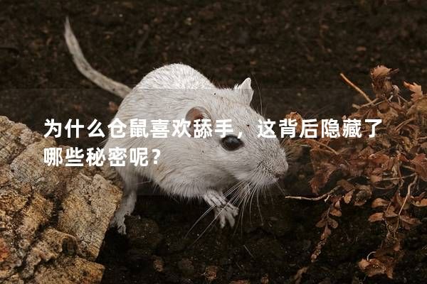 为什么仓鼠喜欢舔手，这背后隐藏了哪些秘密呢？