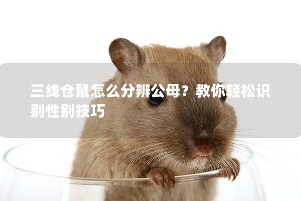 三线仓鼠怎么分辨公母？教你轻松识别性别技巧
