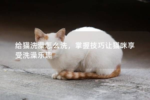 给猫洗澡怎么洗,掌握技巧让猫咪享受洗澡乐趣