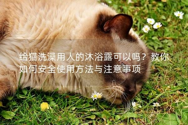 给猫洗澡用人的沐浴露可以吗?教你如何安全使用方法与注意事项