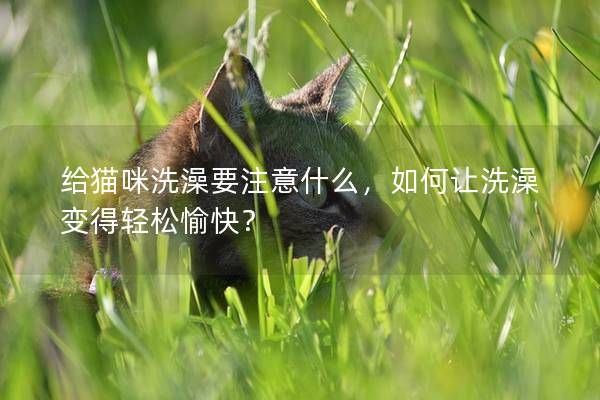 给猫咪洗澡要注意什么,如何让洗澡变得轻松愉快?