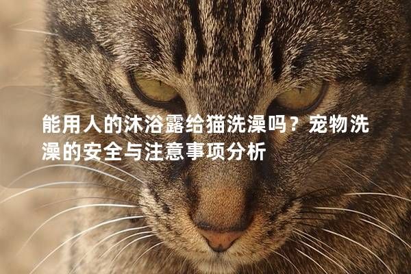 能用人的沐浴露给猫洗澡吗?宠物洗澡的安全与注意事项分析