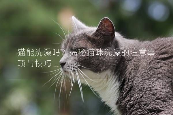 猫能洗澡吗?揭秘猫咪洗澡的注意事项与技巧