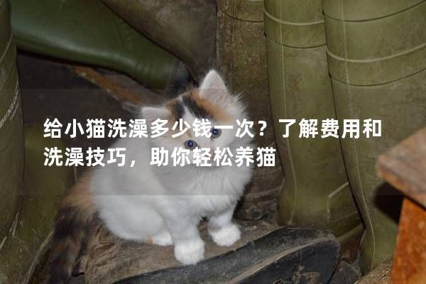 给小猫洗澡多少钱一次?了解费用和洗澡技巧,助你轻松养猫