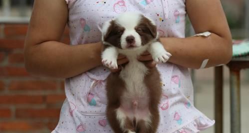 如何给边境牧羊犬做美容？（以宠物为主，打造干净整洁的边牧）