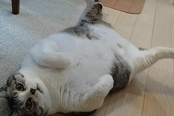 犬猫肥胖症简介，是一种常见的营养相关性疾病