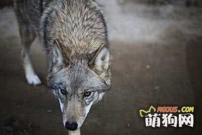 宠物肥胖症发病原因与对策