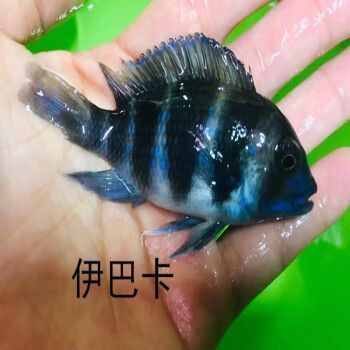 伊巴卡鱼饲料选择技巧（伊巴卡鱼饲料品牌推荐）