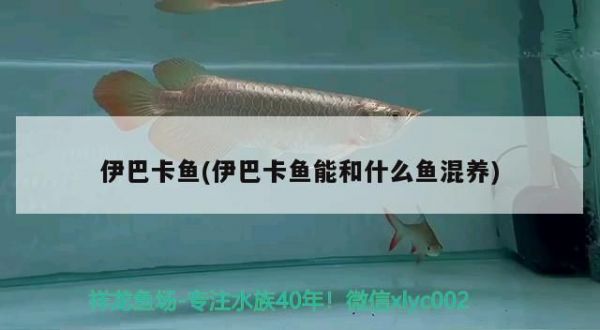 伊巴卡鱼饲料选择技巧（伊巴卡鱼饲料品牌推荐）