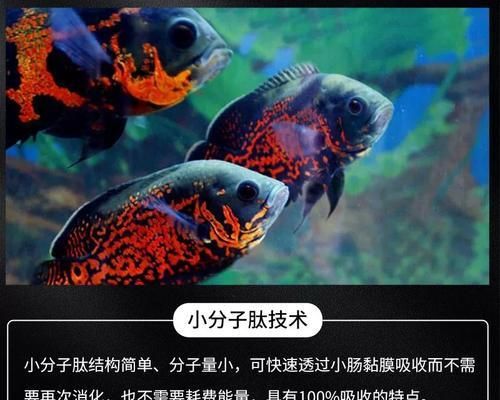 鱼类食性与饲料选择（揭秘鱼类食物偏好及最佳饲养饲料选择）