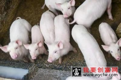 小猪吃什么
