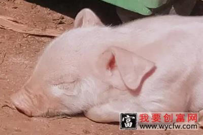 小猪吃什么