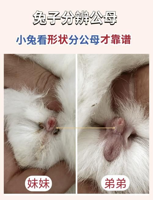 需要给宠物兔配种吗-宠物兔可以配种吗