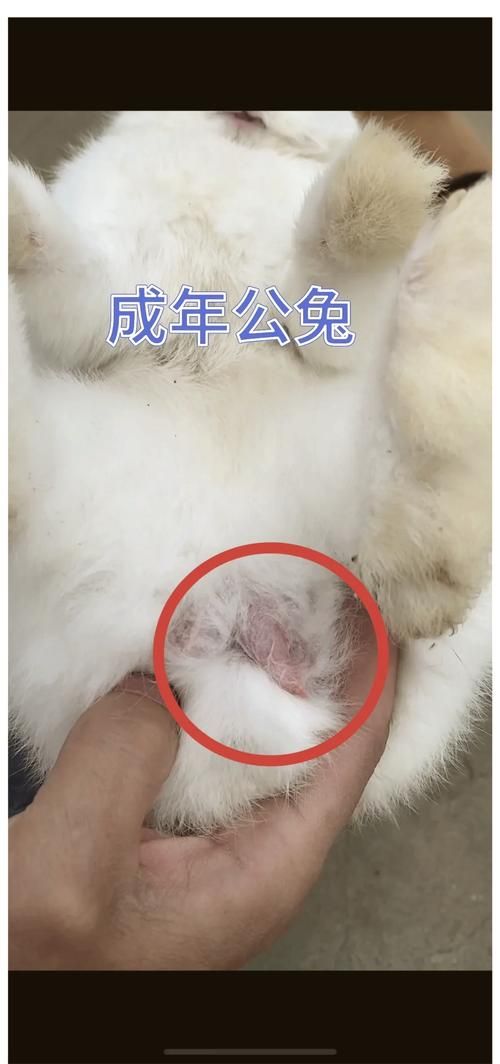 需要给宠物兔配种吗-宠物兔可以配种吗