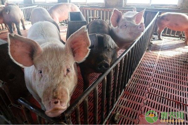 养猪技巧及注意事项有哪些？-图片版权归惠农网所有