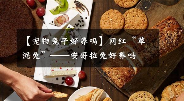 【宠物兔子好养吗】网红“草泥兔”——安哥拉兔好养吗