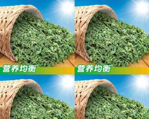 兔子的食物——牧草是主要营养来源（兔子适宜食用的牧草种类及其营养价值）