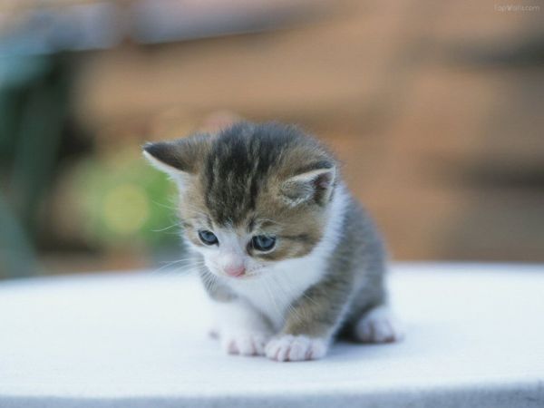 如何拍摄可爱慵懒的猫咪1