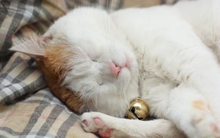 如何拍摄可爱慵懒的猫咪2