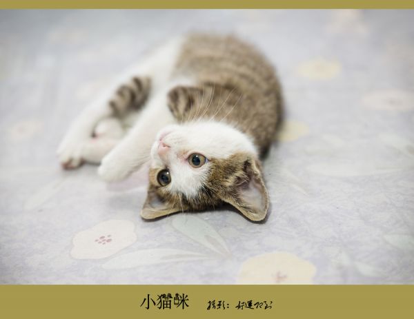 我家的小猫咪