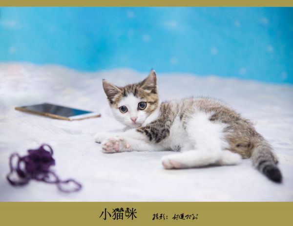 我家的小猫咪