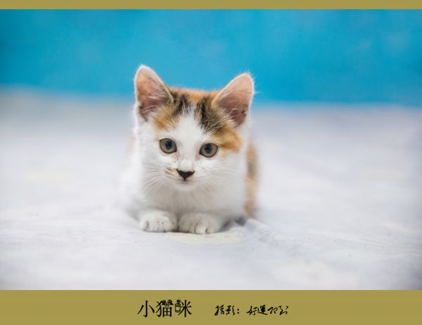 我家的小猫咪