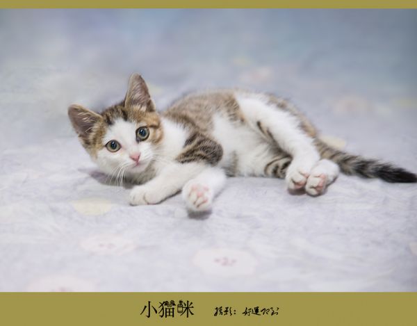 我家的小猫咪
