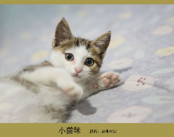 我家的小猫咪