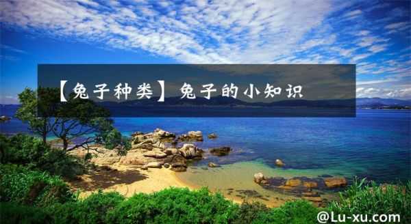 【兔子种类】兔子的小知识文章配图