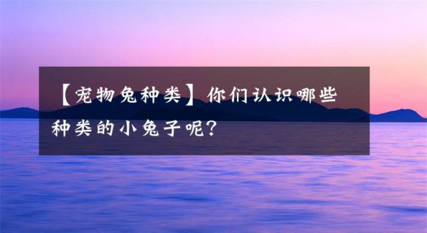 【宠物兔种类】你们认识哪些种类的小兔子呢？文章配图