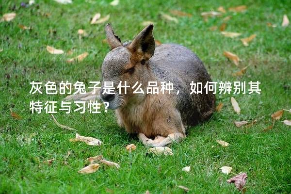 灰色的兔子是什么品种，如何辨别其特征与习性？