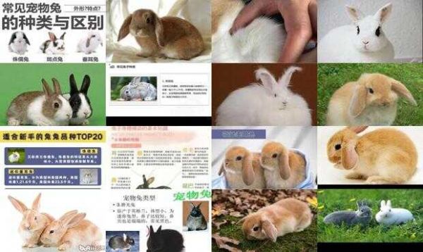 怎么辨别兔子的种类