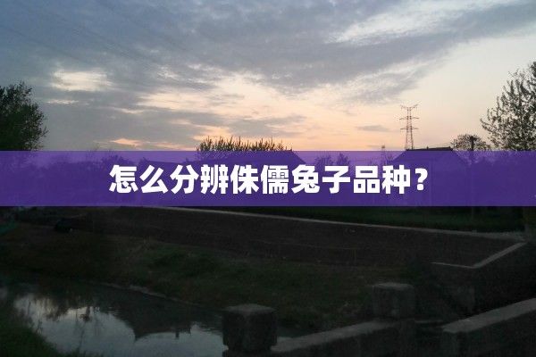 怎么分辨侏儒兔子品种？
