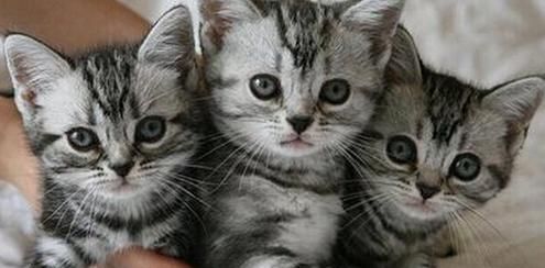 猫咪体重偏轻怎么办？如何判断猫咪是否健康？